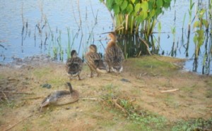 Mom Duck with 3 Baby Ducks