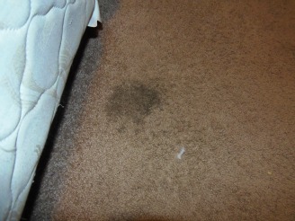 Spot Shot Carpet Pet Stain Remover