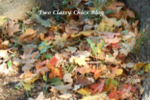 Fall Season