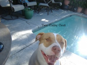 Louie the Dog and my Pool