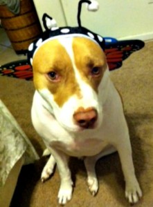 Animal Planet Halloween Pet Parade Image Copyright https://twoclassychics.com