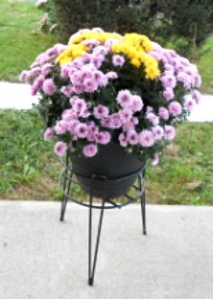 Mums for Fall Flower Decorating