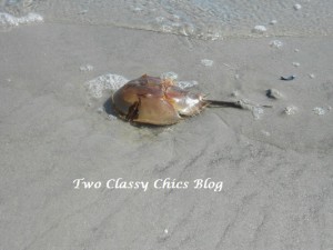 Horseshoe Crab on the Beach