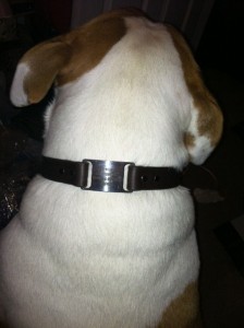 The ToughHound All Sports Dog Collar