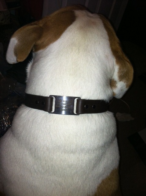 The ToughHound All Sports Dog Collar https://twoclassychics.com