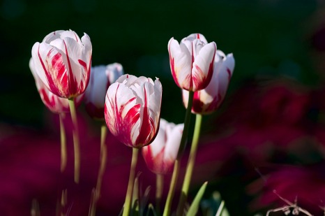 5 Important Flower Bulb Planting Tips