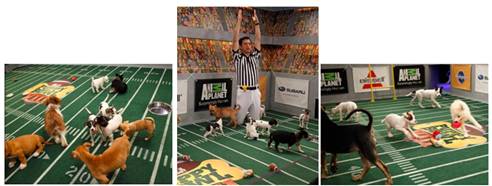 The Animal Planet Puppy Bowl