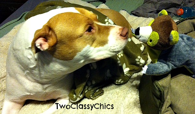 Lou and Animal Planet watermarked https://twoclassychics.com