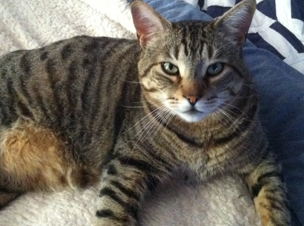 Almost Wordless Wednesday - My Lazy Cat https://twoclassychics.com