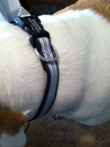 Dog IDs Personalized Dog Products https://twoclassychics.com