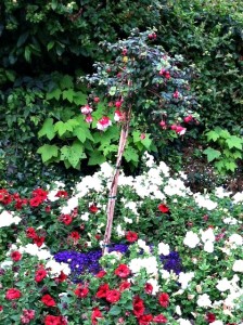 fuchsia tree large https://twoclassychics.com