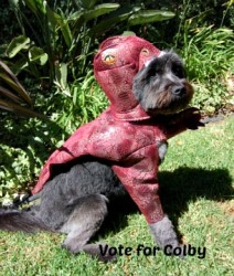 animal planet costume vote for colby 2013 https://twoclassychics.com