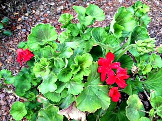 Geraniums 