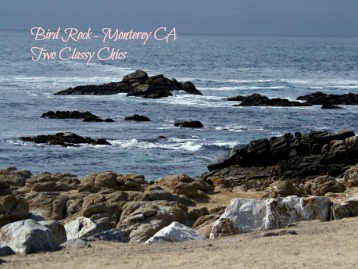 Bird Rock in Monterey California