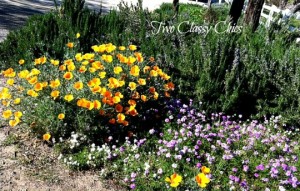 Almost Wordless Wednesday: California Poppies http