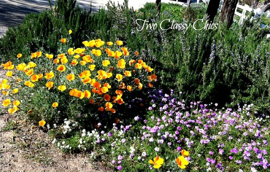 California Poppies