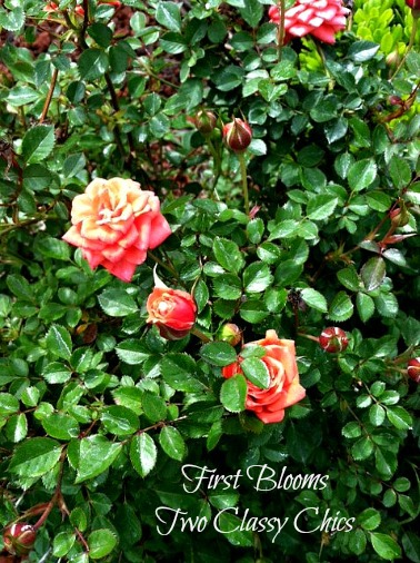 First Blooms https://twoclassychics.com/2014/04/almost-wordless-wednesday-first-blooms/