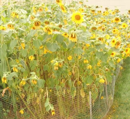 End of Summer Gardening