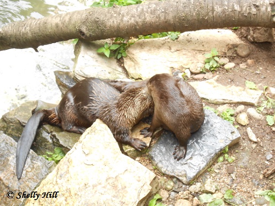 River Otters at ZooAmerica