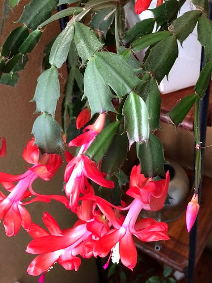 Christmas Cactus in Bloom