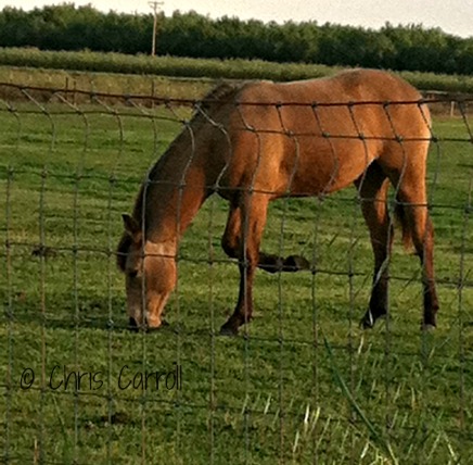 Grazing Quarter horse