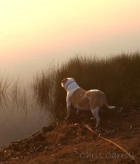 Visiting the Lake at Sunset