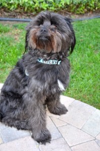 hot dog collars and colby