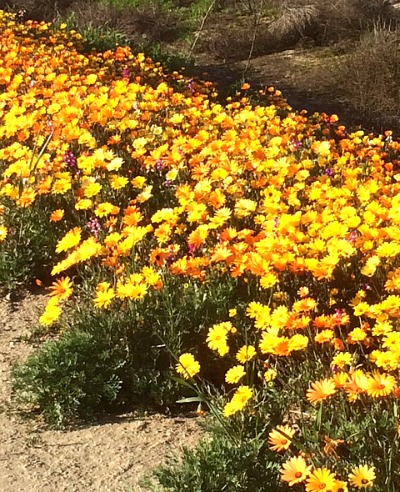 Explosions of Spring Flowers