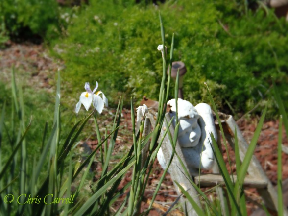 Springtime Garden Angel