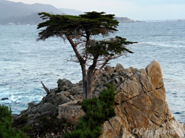 The Lone Cypress Tree Overlooking the Pacific Ocean in California 