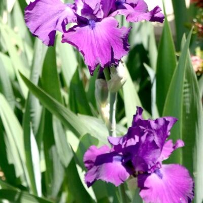 Backyard Gardening Purple Bearded Iris