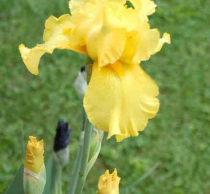 Backyard Gardening – The Beautiful Bearded Iris