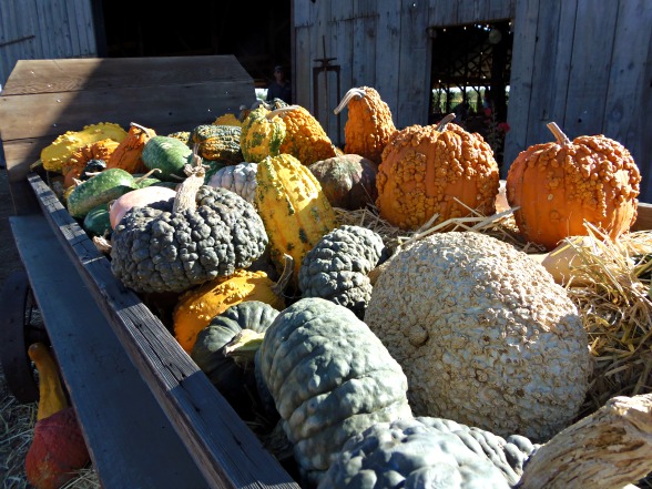 Fun Fall Decorating With Heirloom Pumpkins