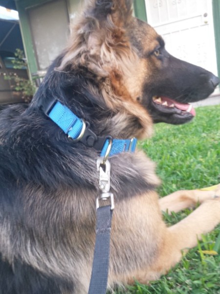 PetSafe Collar Safety Awareness Week