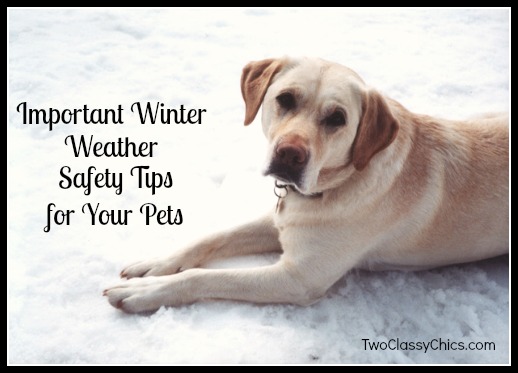 Important Winter Weather Safety Tips for Pets