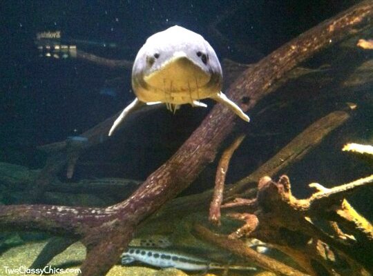 Visiting the National Aquarium in Baltimore