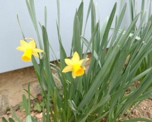 Spring Gardening – Early Bloomers