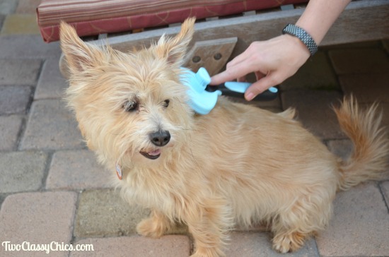 Help Your Pets to Look Beautiful and Shed Less with Celemoon Pet Grooming Tools