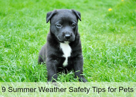 9 Important Summer Weather Safety Tips for Pets