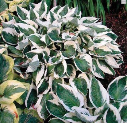 Gardening: Adding Hosta Plants to Your Garden