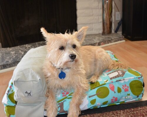 Durable, Washable and Environmentally-Friendly Molly Mutt Dog Bed