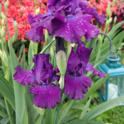 Gardening: The Purple Bearded Iris