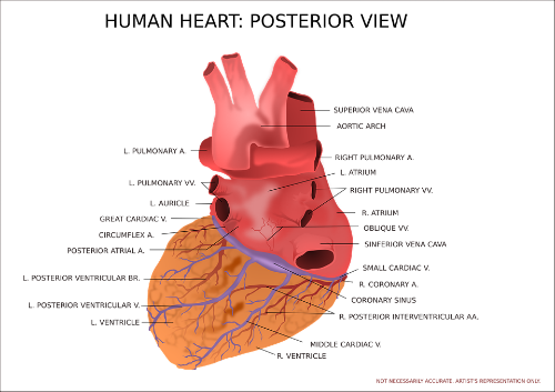 What Can You do to Control PVC?