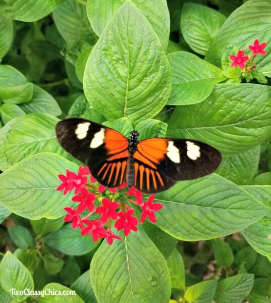 Hershey Gardens Butterfly House