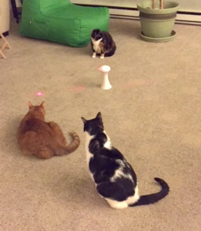 Frolicat Cat Laser Toys