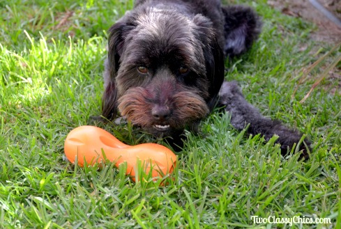 Keep Your Pooch Pleasantly Puzzled with the Qwizl Dog Treat Toy