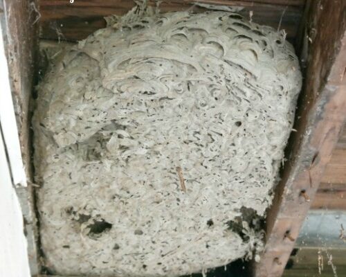 Massive Hornet Bee’s Nest in Roof Rafters