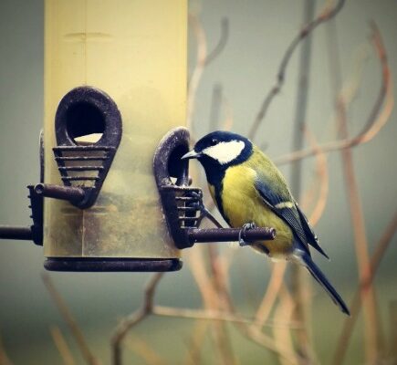 Top Tips for Bird Watching – What to Look for in Binoculars