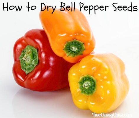 How to Dry Bell Pepper Seeds to Plant Next Year