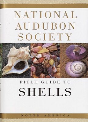 The BEST North American Seashell Identification Guide